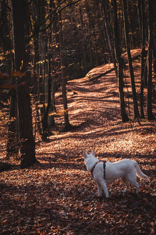 Free A white dog stands amidst fallen autumn leaves in a serene forest setting. Stock Photo