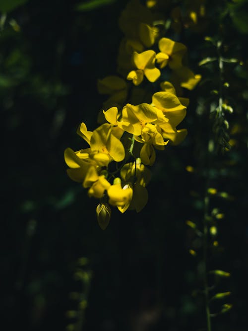 бесплатная Бесплатное стоковое фото с вертикальный выстрел, желтые цветы, завод Стоковое фото