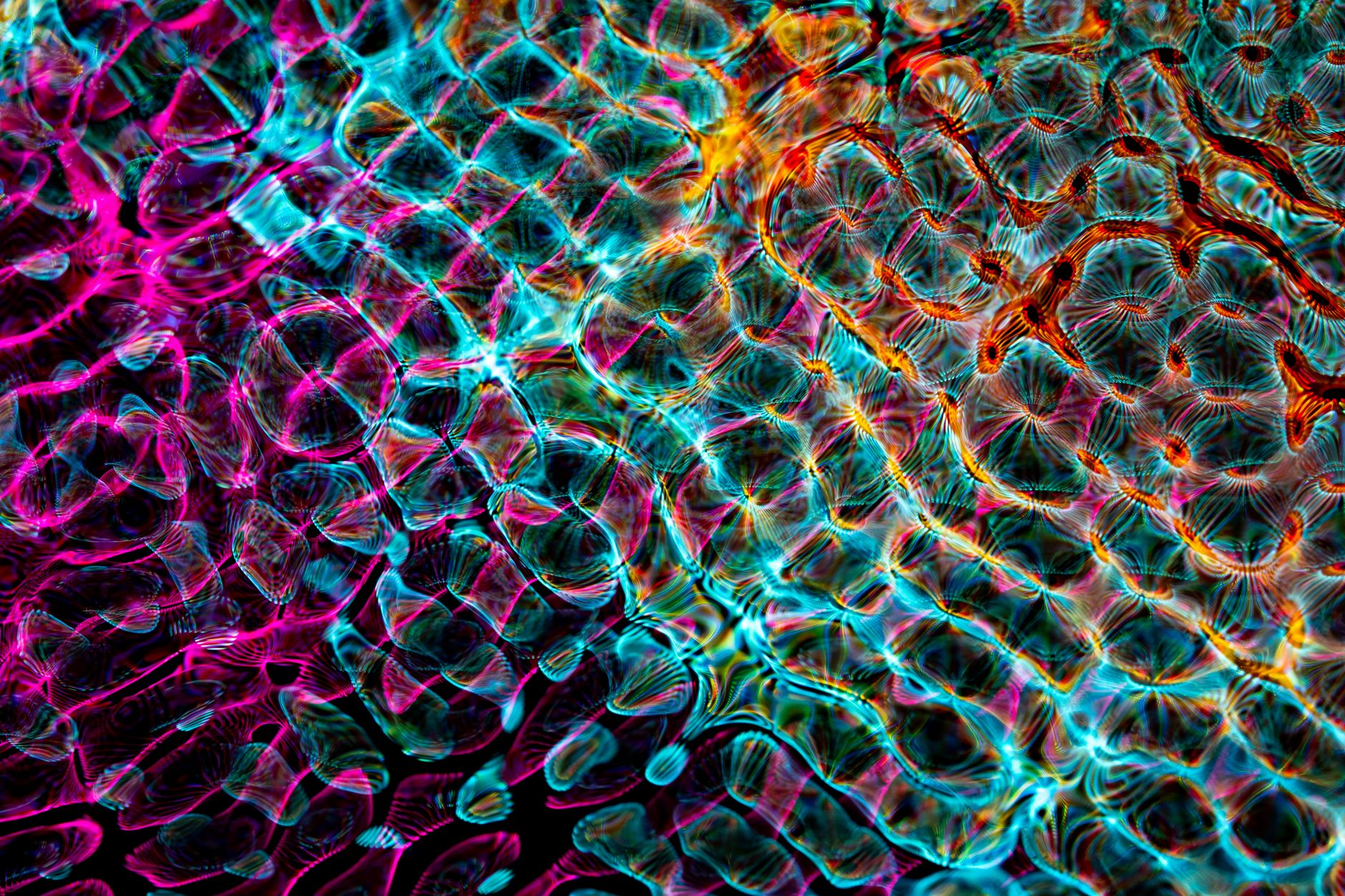 Rarest Shape Patterns What is the rarest guppy pattern? - The Institute for Environmental ...