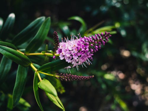 Kostenloses Stock Foto zu blume, nahansicht, natur