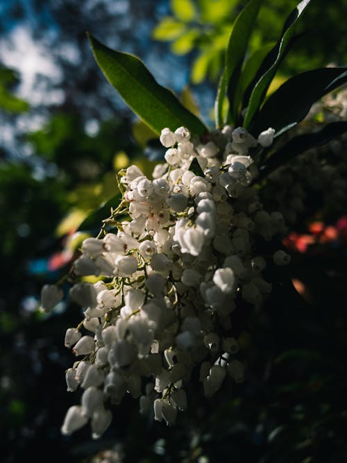 Ücretsiz bitkibilim, Çiçekler, dal içeren Ücretsiz stok fotoğraf Stok Fotoğraflar