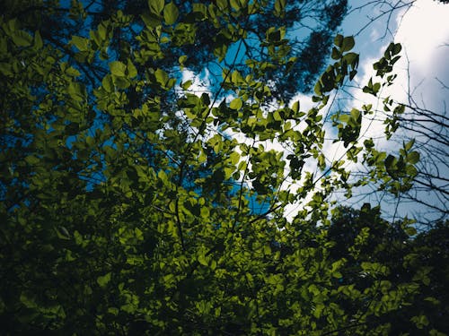 Kostnadsfri bild av blå himmel, grenar, grönt träd