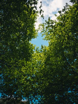 Experience tranquility through the lush green tree canopy and clear blue sky above.