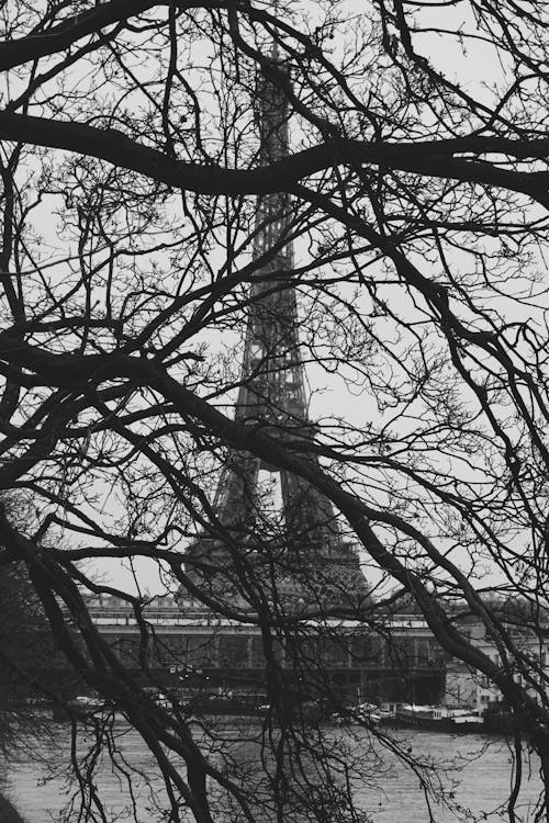 Leafless Tree Near Eiffel Tower 
