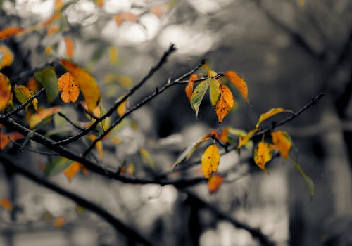 Fotos de stock gratuitas de amarillo suave, cambio de color, color de la hoja de otoño
