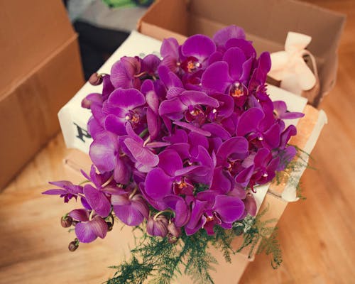 Close Up Photo of Purple Flowers