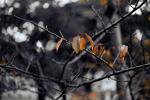 Foto stok gratis kuning mellow, latar belakang gelap, warna daun musim gugur