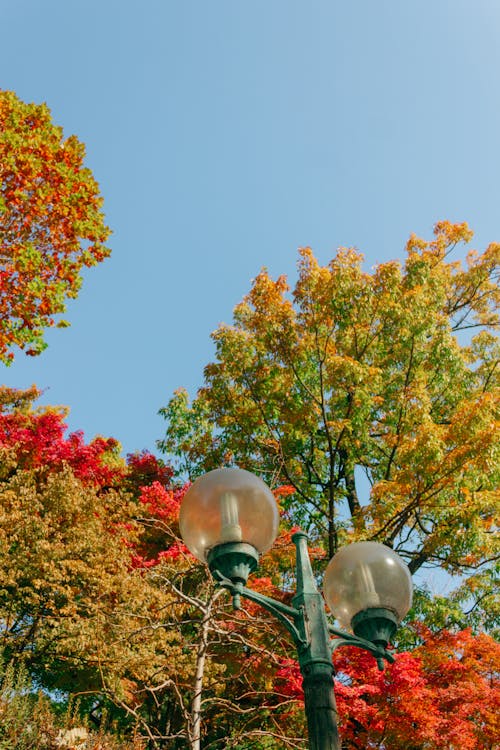 Základová fotografie zdarma na téma červený strom, listy, podzim