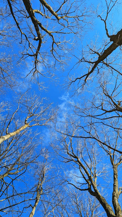 A Bare Trees Under the Blue Sky 