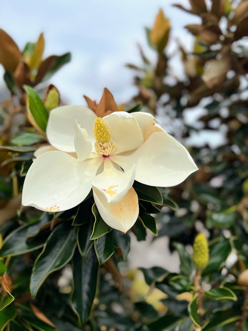 Close-up Photo of a White Magnolia Flower