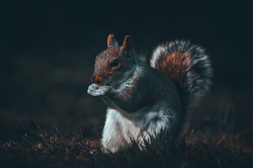 Grauhörnchen Im St. George Park