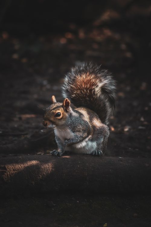 Free Close-up of a gray squirrel in a forest setting, Bristol, UK. Natural light and depth of field enhance its fur details. Stock Photo