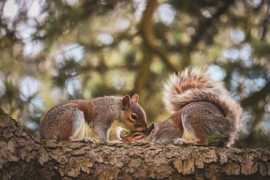 Two cute grey squirrels interacting on a tree branch in Bristol, England.