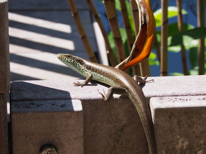 Photo by Foxy Chan on Pexels A close-up of a long-tailed skink (Eutropis longicaudata) basking on a concrete wall in Hong Kong.