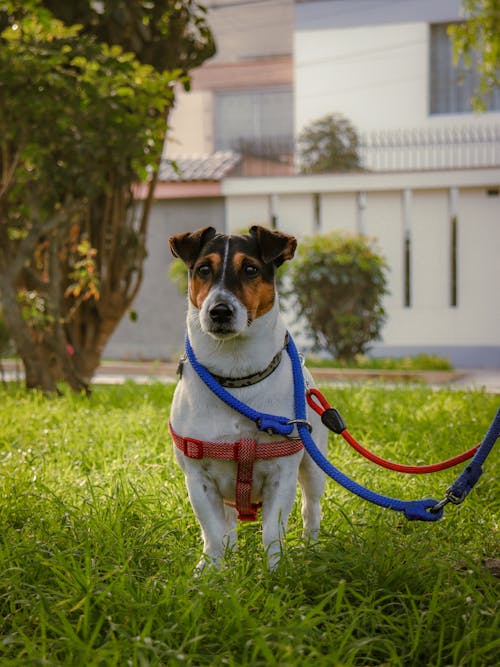 Free Funny Dog Standing on a Green Lawn Stock Photo