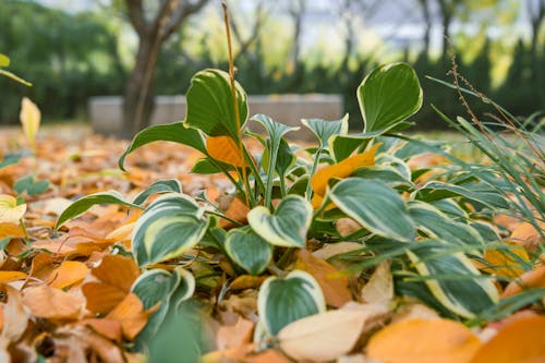 Kostenloses Stock Foto zu blätter, herbst, nahansicht