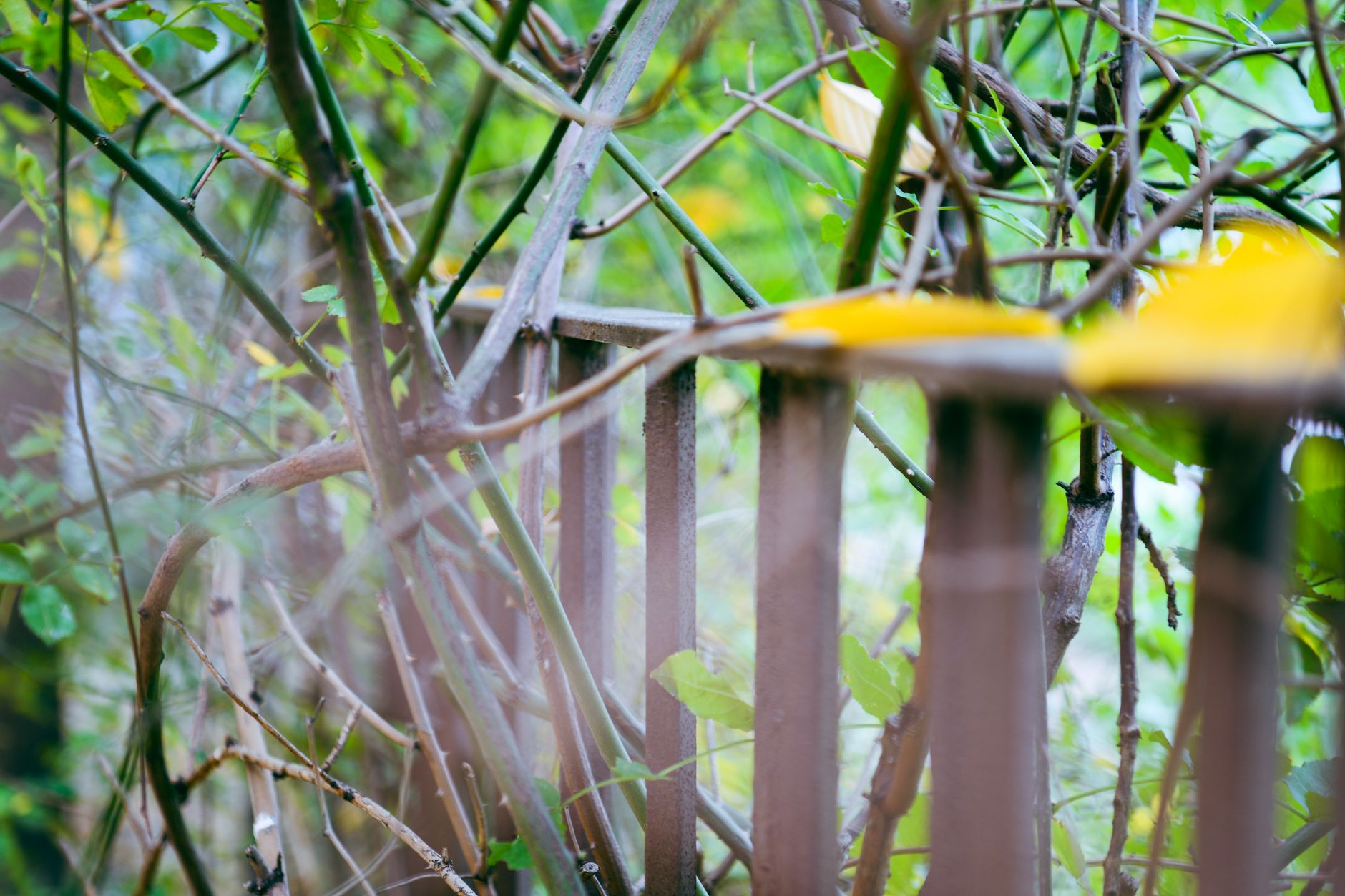 The Overhanging Hedge Crisis