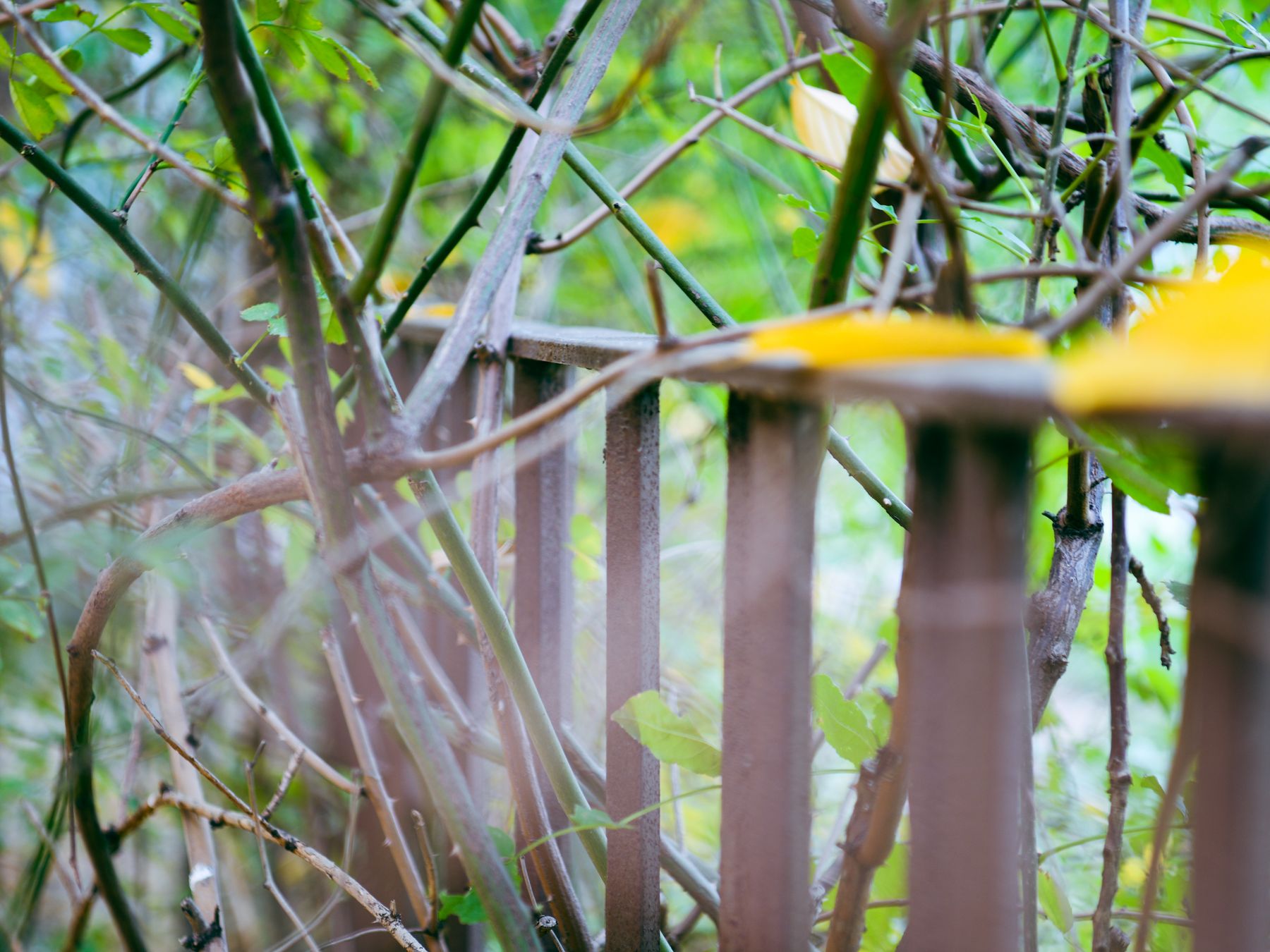 Fence and Decking Painting in Bromley-by-Bow — dust sheets down and the room fully protected