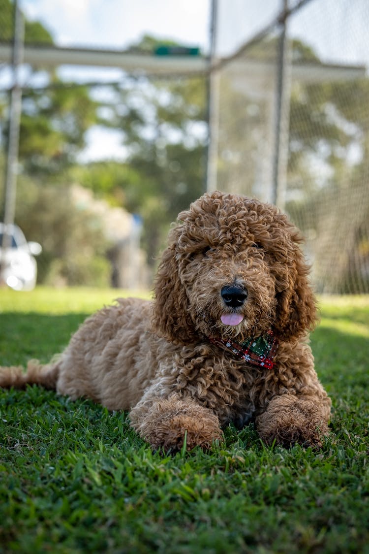 Close-up Of A Brown Poodle On Green Grass