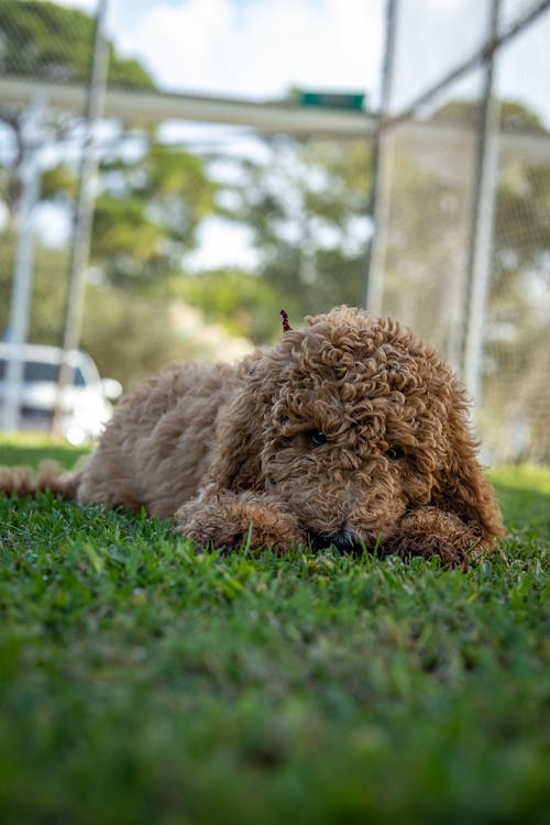Free Close-Up Photo of Brown Poodle lying on Grass Stock Photo