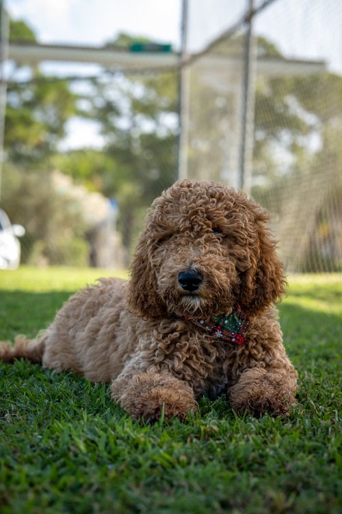 Free Cute Goldendoodle puppy lying on grass in a sunny outdoor setting. Perfect pet portrait. Stock Photo