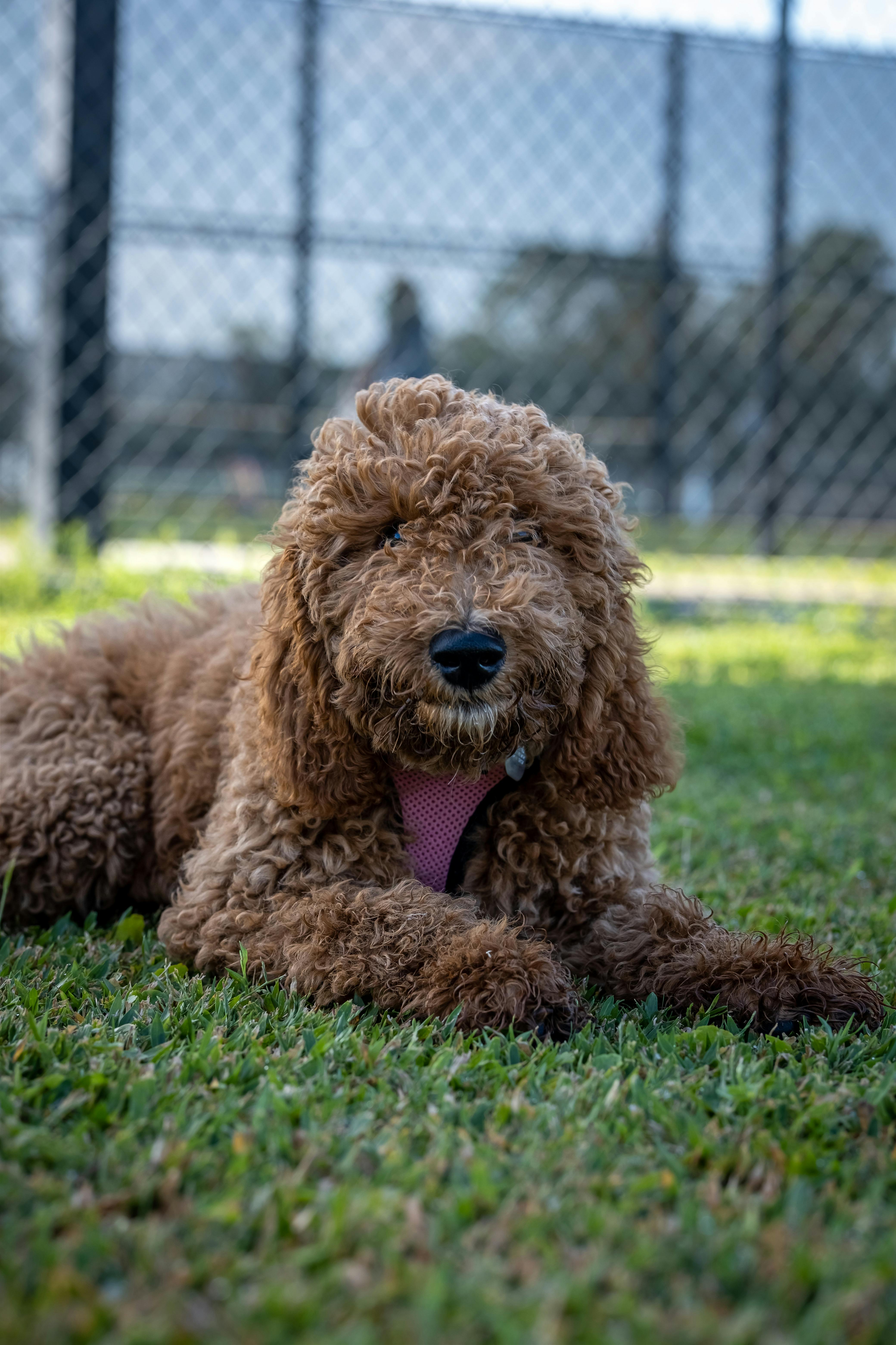 Brown Curly Coated Dog on Green Grass · Free Stock Photo