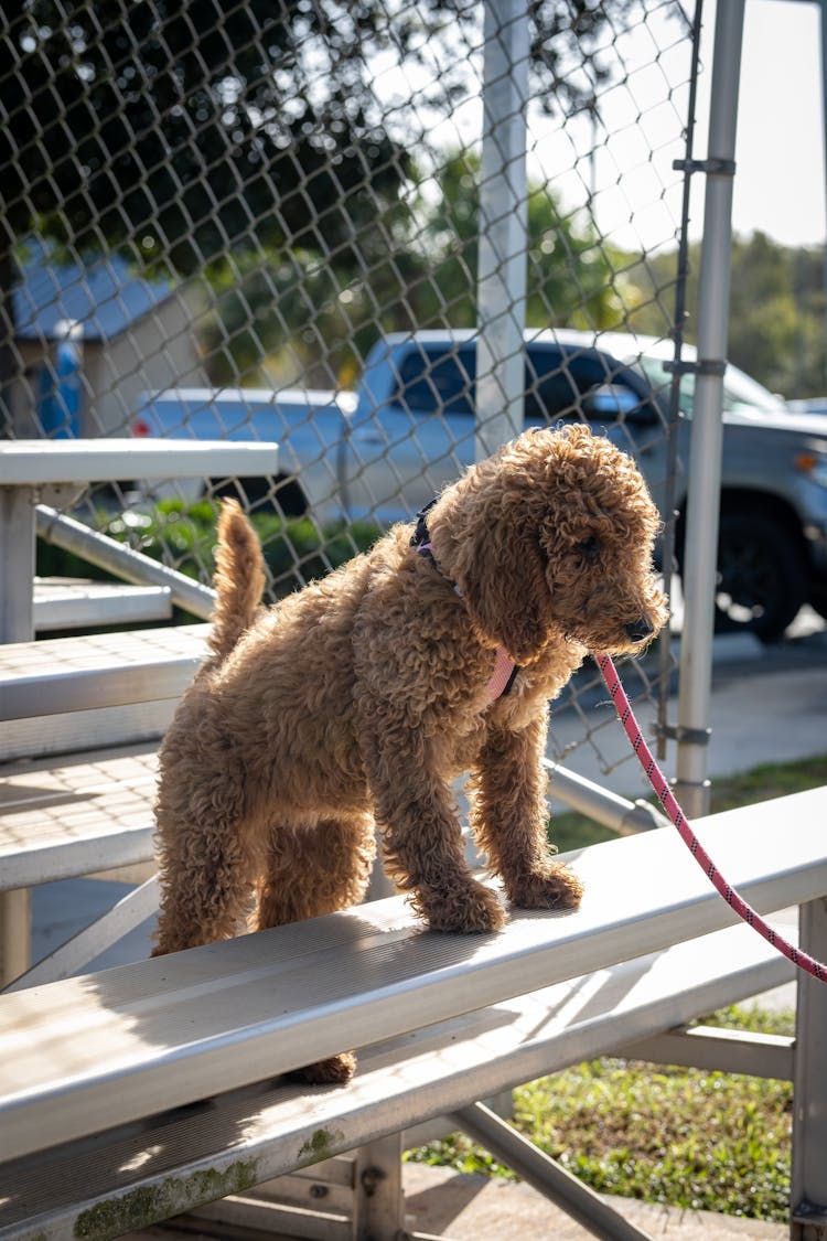 Close-up Of Brown Poodle On A Leash