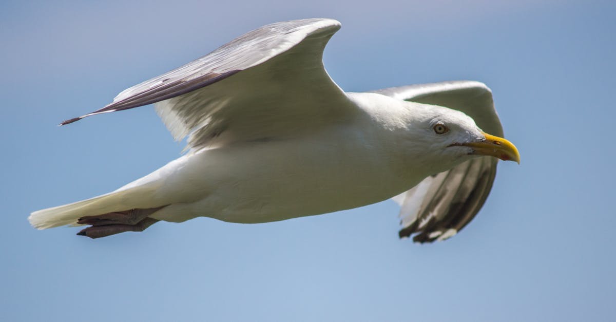 Free stock photo of flying, seagull