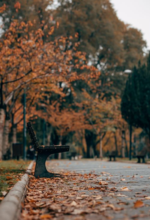 Free Peaceful park pathway lined with autumn trees and a solitary bench, covered in fallen leaves. Stock Photo
