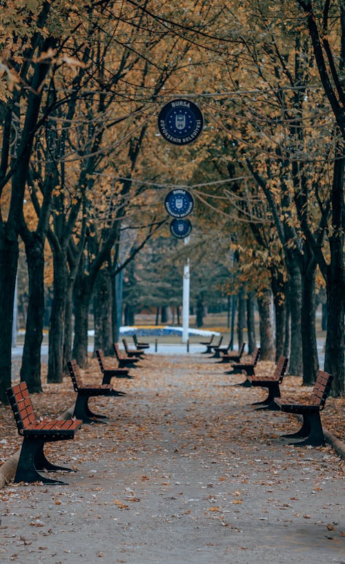 Imagine de stoc gratuită din arbori, bănci, cădere