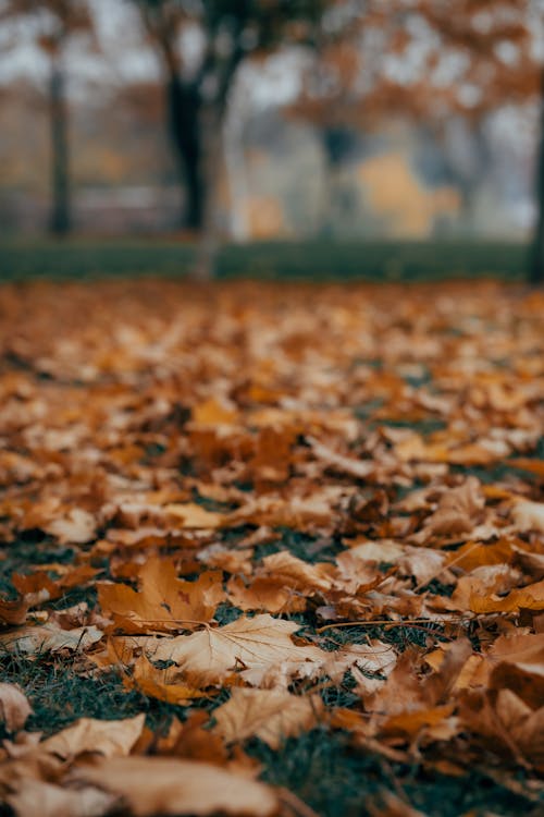 Ingyenes stockfotó barna levelek, esés, évszak témában