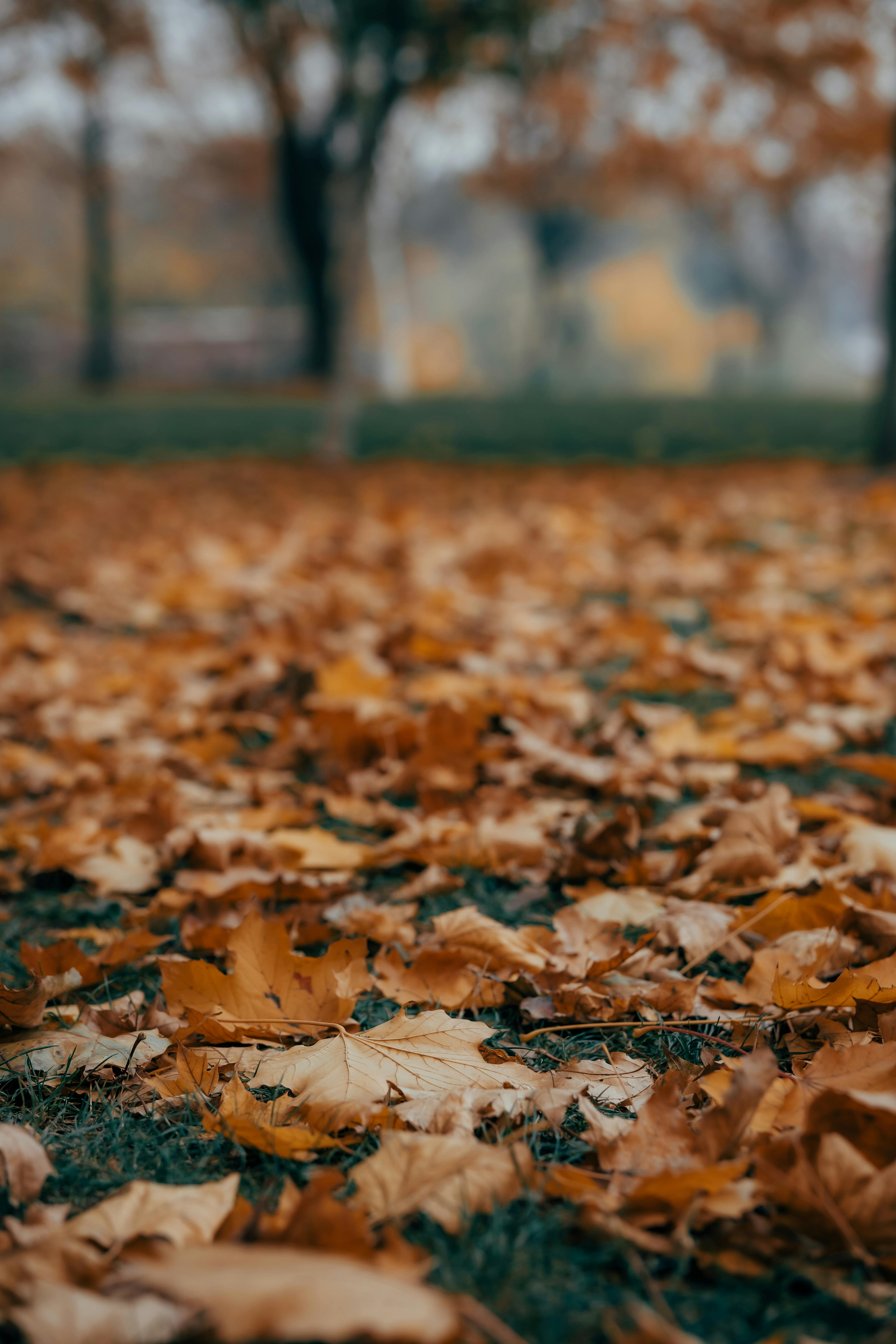 Five Oval Brown Leaves · Free Stock Photo