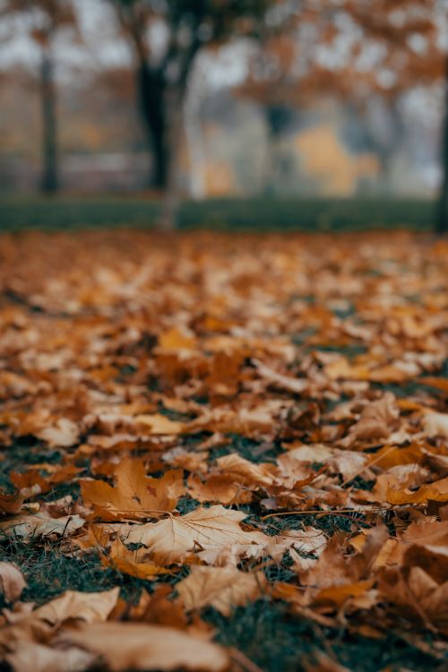 Free Close-up of dried leaves showcasing the beauty of fall outdoors. Stock Photo