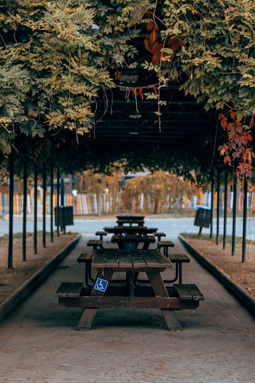 Foto d'estoc gratuïta de arbres, bancs de fusta, carrer