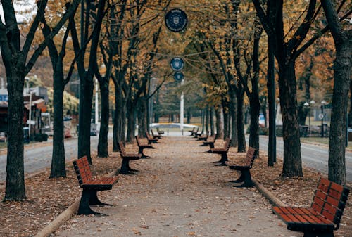 Brown Wooden Benches Near Green Trees