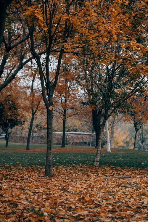 Colorful Trees in Park in Autumn · Free Stock Photo