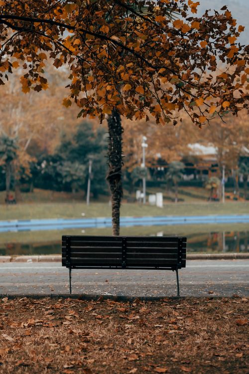 Free An empty park bench under a tree with autumn leaves, offering a peaceful setting. Stock Photo