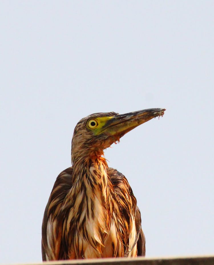 A Wet Indian Pond Heron Bird In Close-Up Photography 