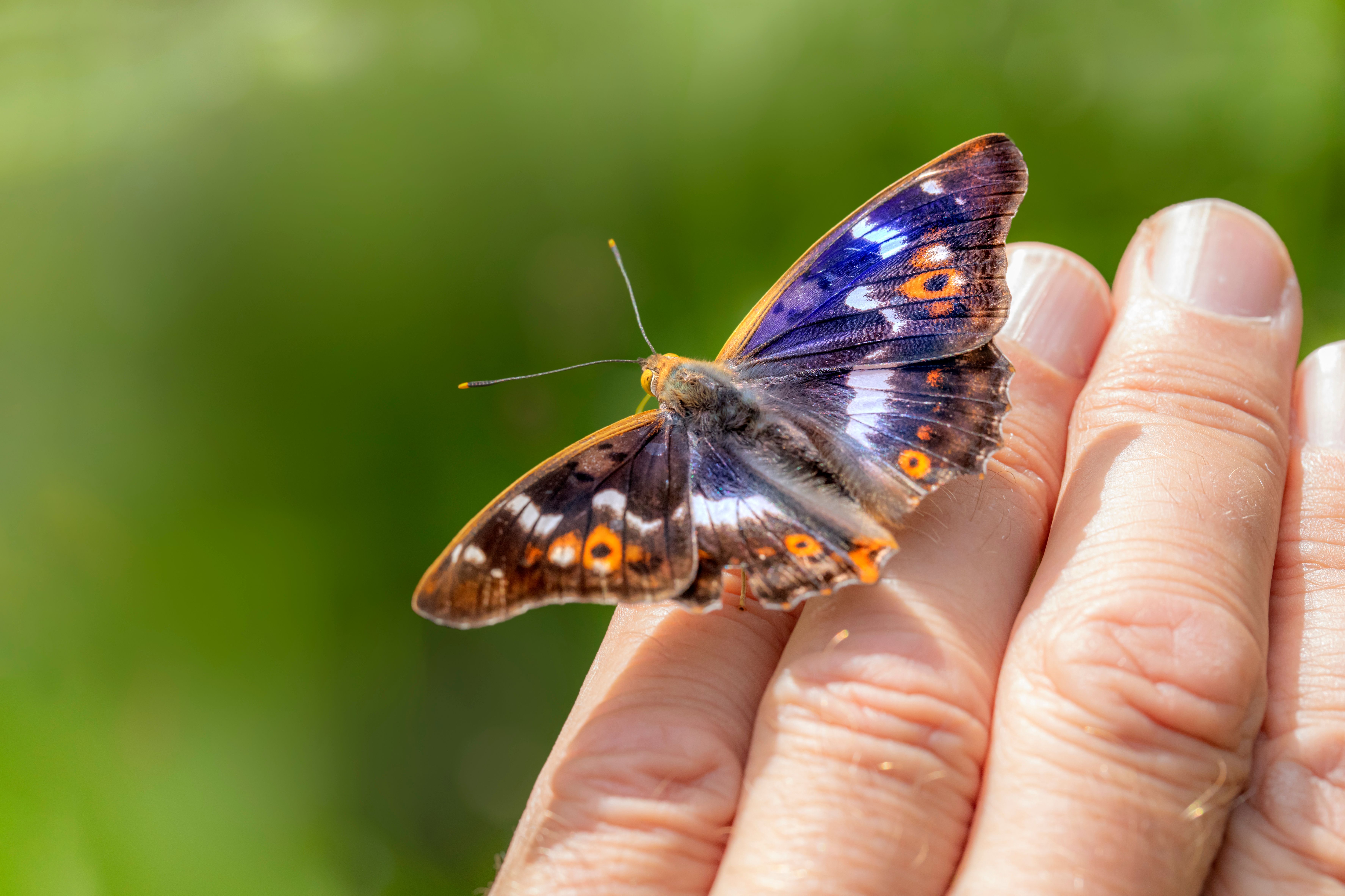 Lesser purple emperor butterfly perched on a hand, showcasing delicate wings in detail.