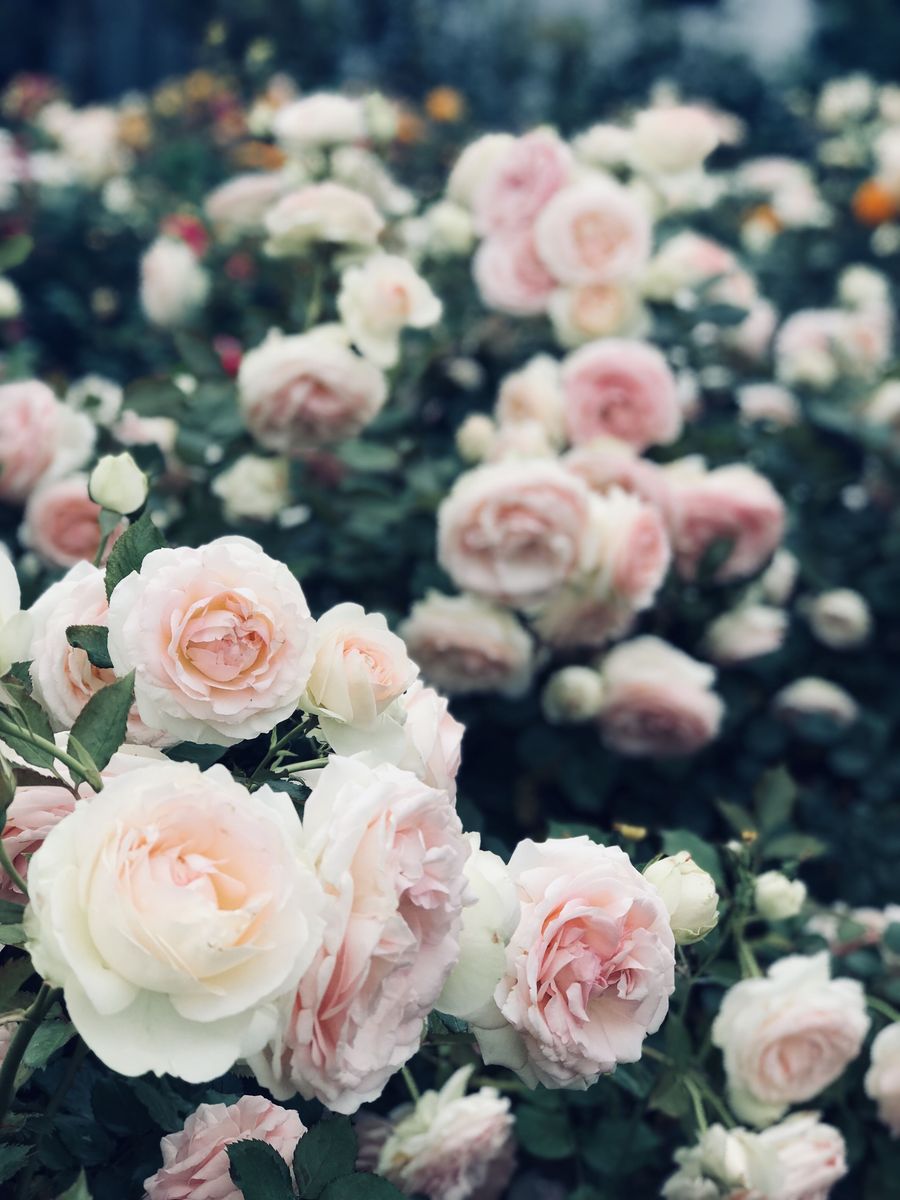 Pink and white roses in garden