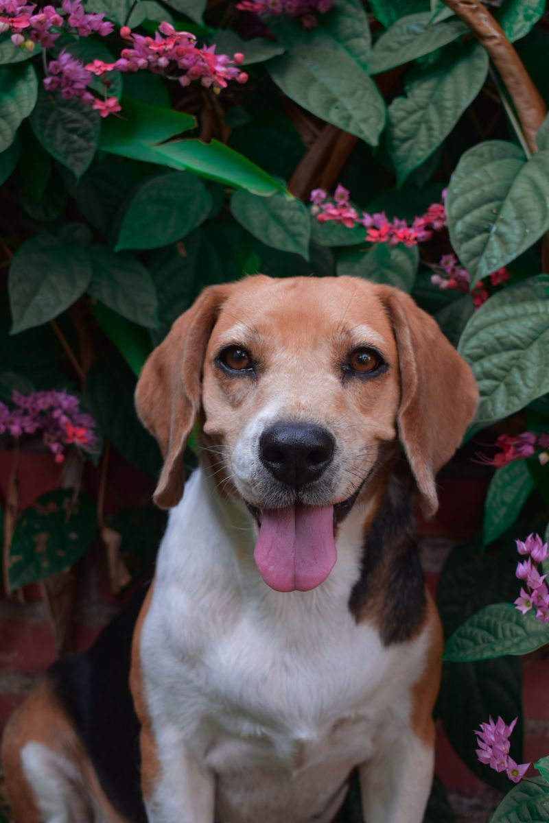 Ollie - photo 1