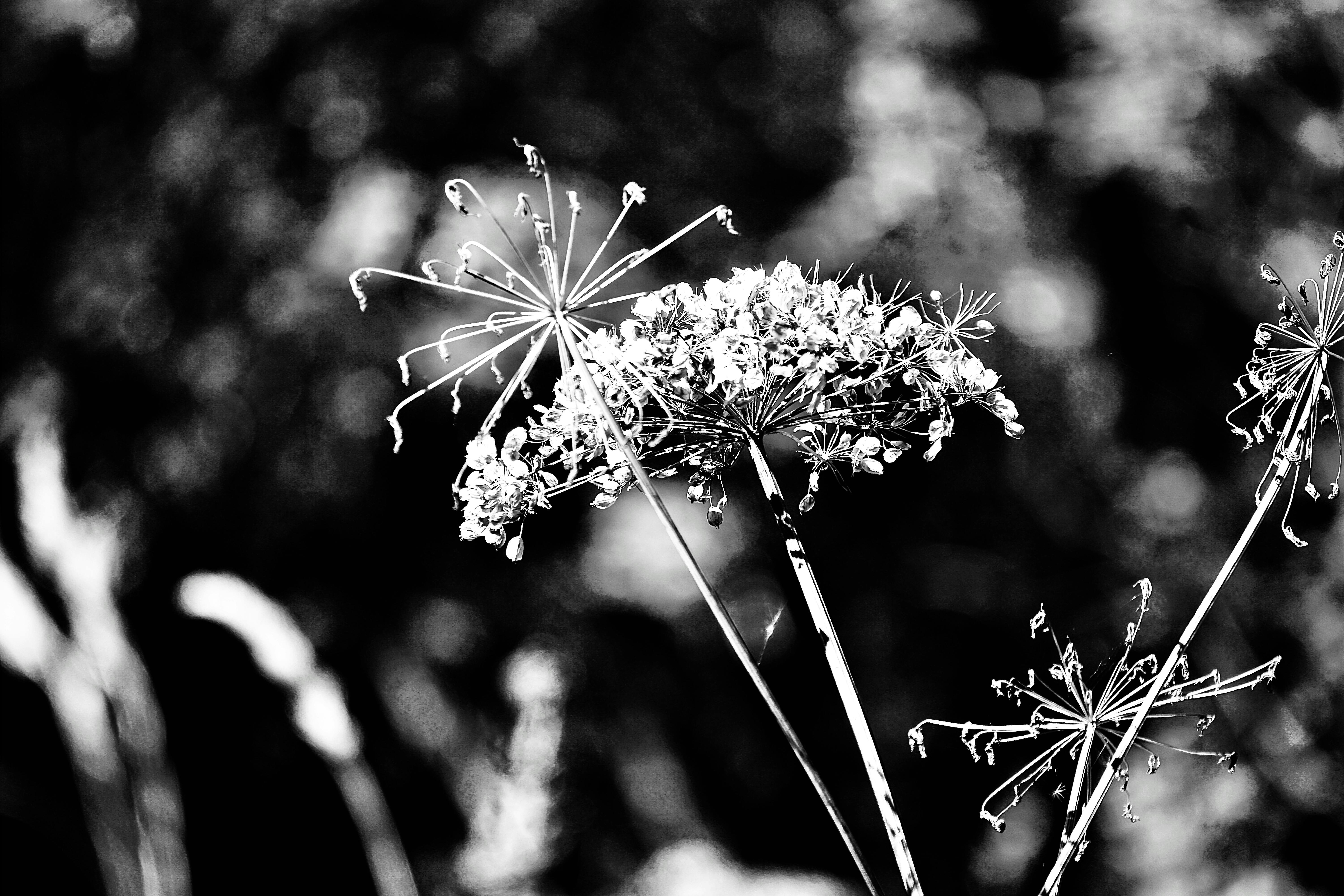 Background of dried flowers. Black and white Photograph by Anna