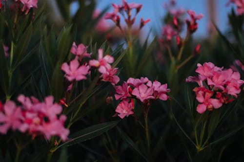 Foto stok gratis berbunga, bunga-bunga merah muda, flora