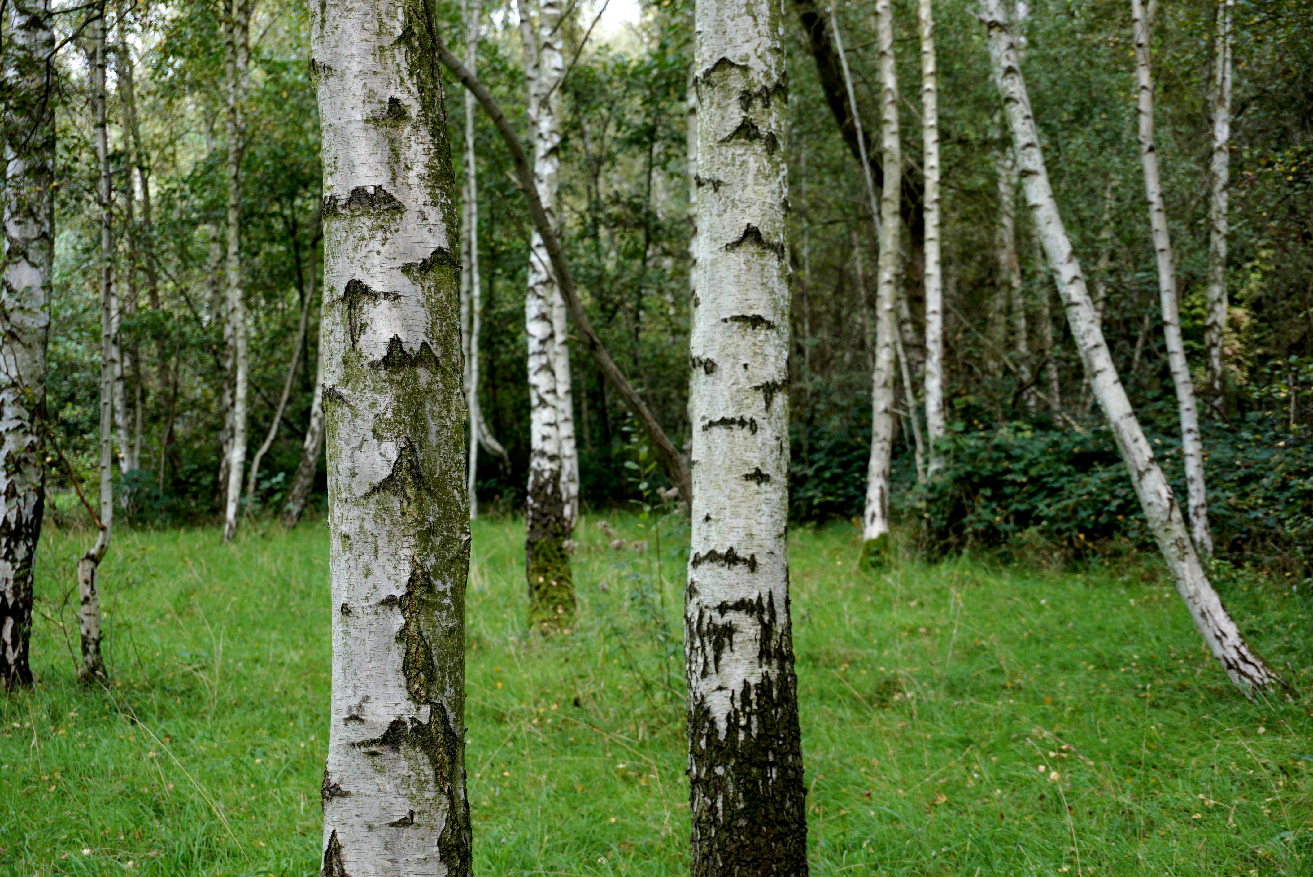 Free Stock Photo Of Birch Tree, Forest, Green