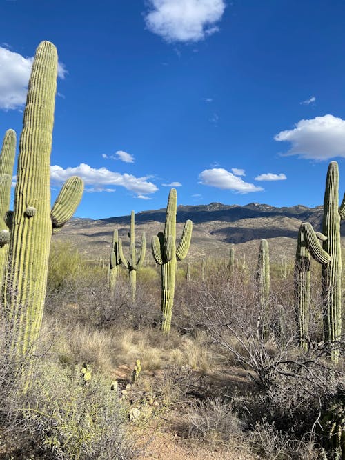 Photos gratuites de cactus, ciel bleu, désert