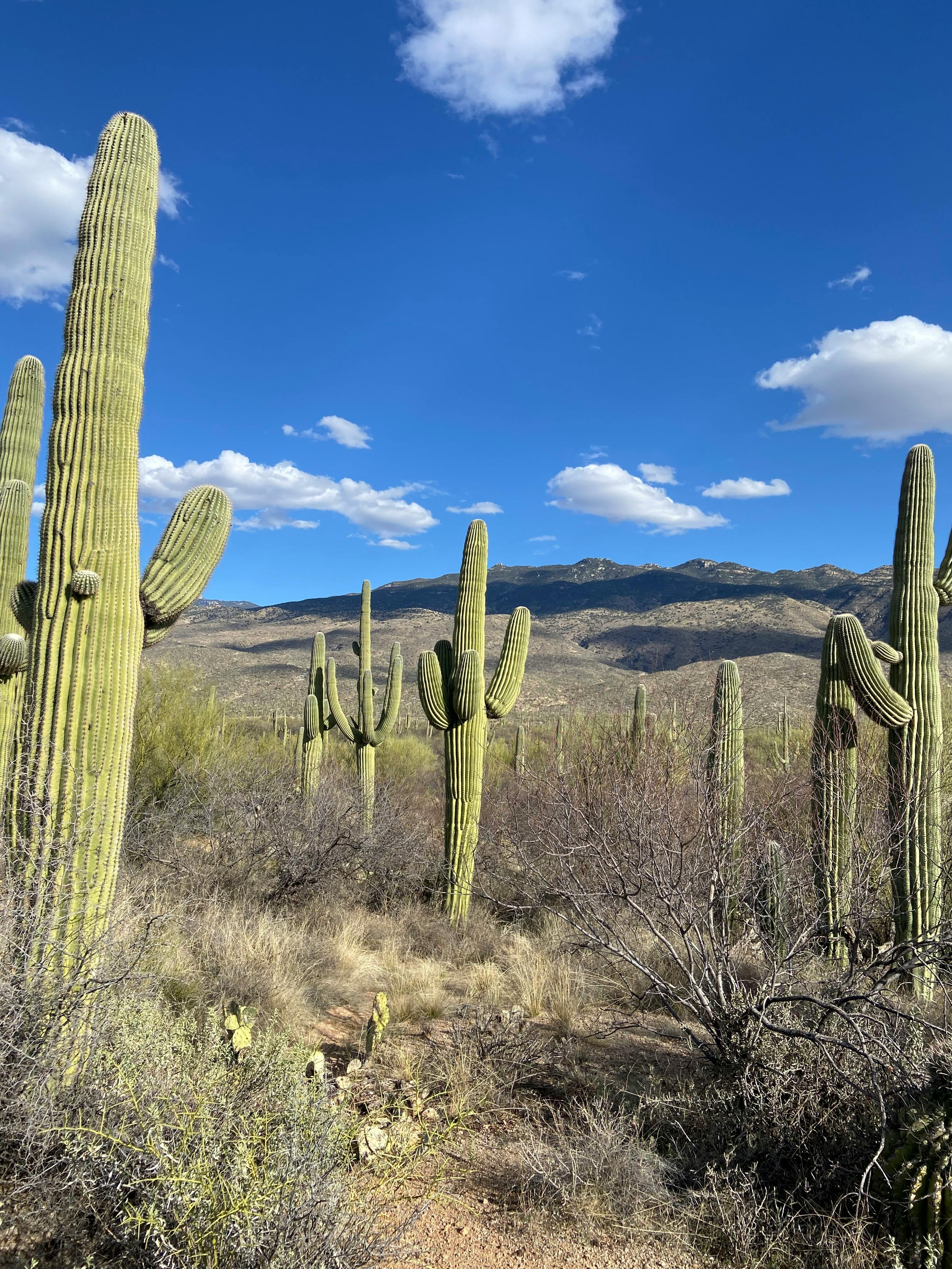 Trường Đại học Arizona State University