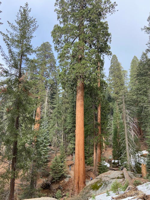 Imagine de stoc gratuită din arbori, California, codru