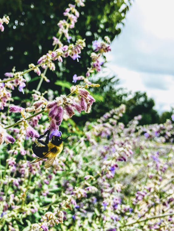 목수 꿀벌의 클로즈업 사진