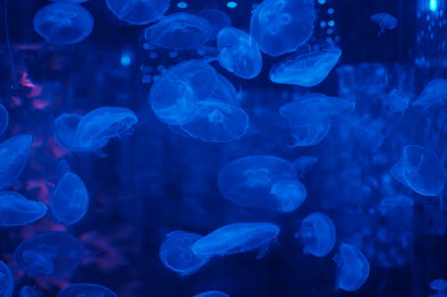 Бесплатное стоковое фото с водные животные, медуза, плавание