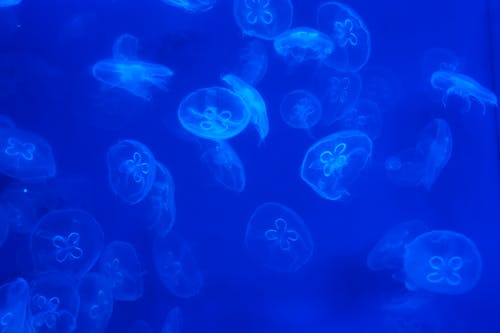 Foto profissional grátis de água-viva da lua, águas-vivas, azul marinho